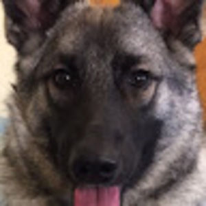 Meet your Posher, Adam